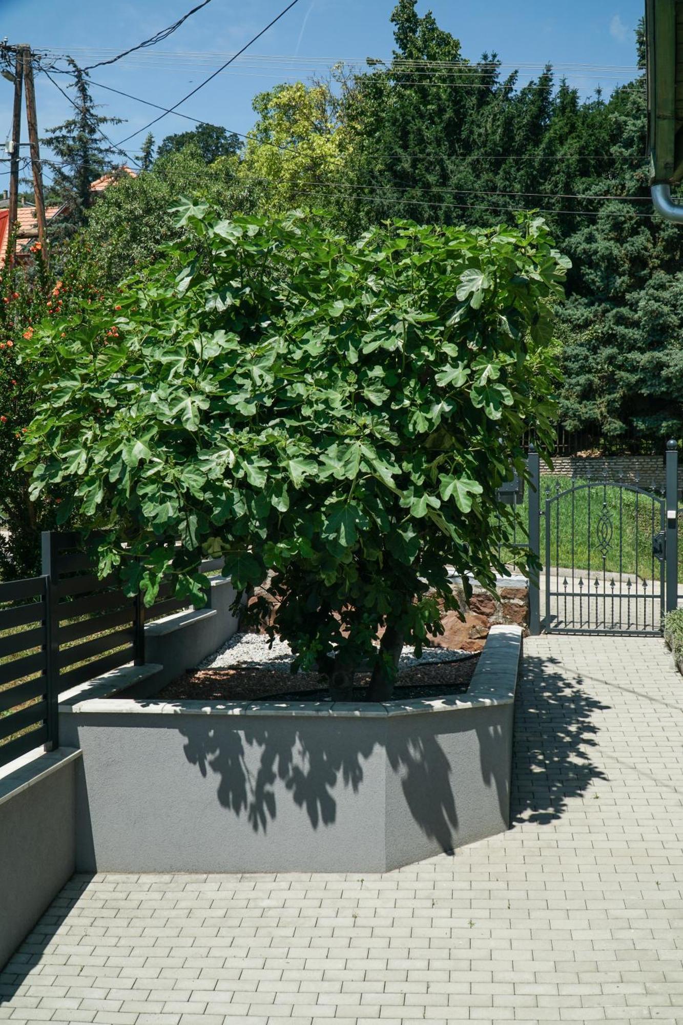 Fügefa Apartman Balatonalmádi Exterior foto
